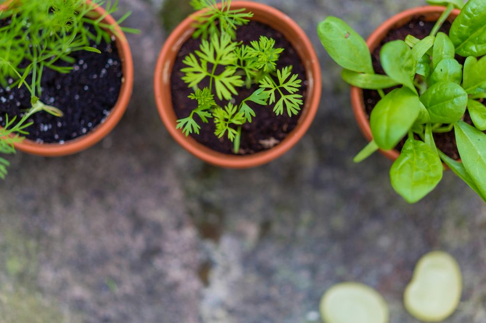 Trädgårdsgrossist: Din Partnerskap med Naturen